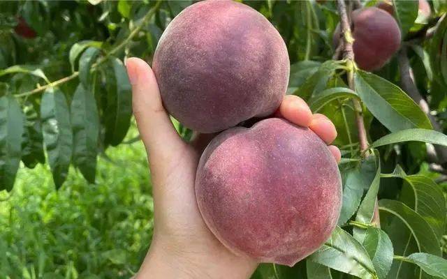 黑桃特点_黑桃影视-国产免口_黑桃营养价值